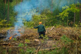 В светлогорском районе массово вырубают лес